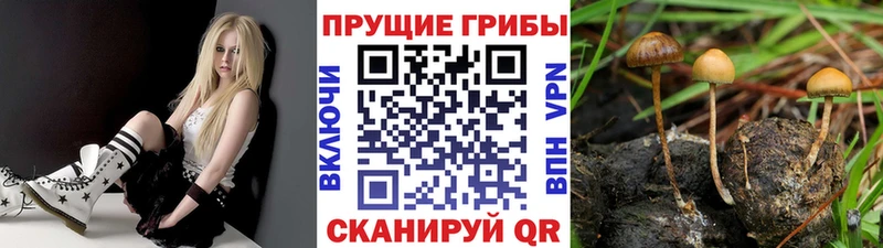 нарко площадка телеграм  Сальск  Псилоцибиновые грибы Cubensis 